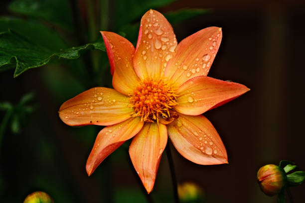 Beautiful orange dahlia bloom with raindrops of petals