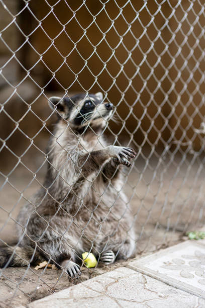 Cute raccoon gargle in zoo, vertical. High quality photo