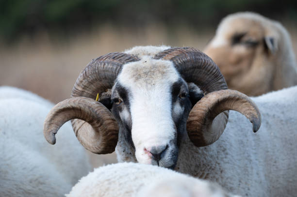 istock merino sheep breed mammal 2177853730