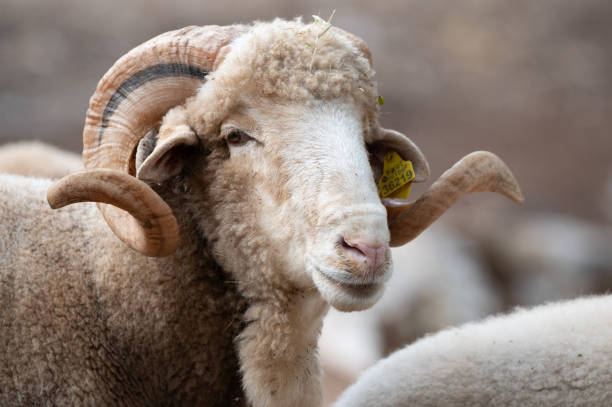 istock merino sheep breed mammal 2177853763