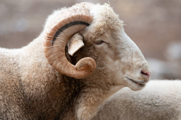 istock merino sheep breed mammal 2177853775