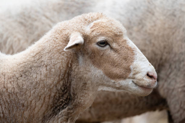 istock merino sheep breed mammal 2177853781