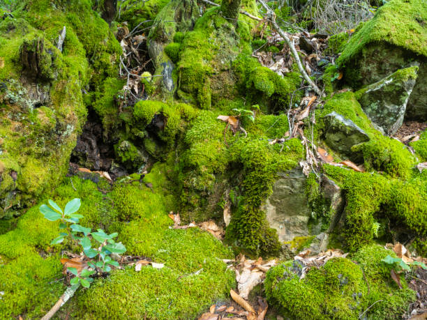 istock Moss in autumn in the forest 2177854875