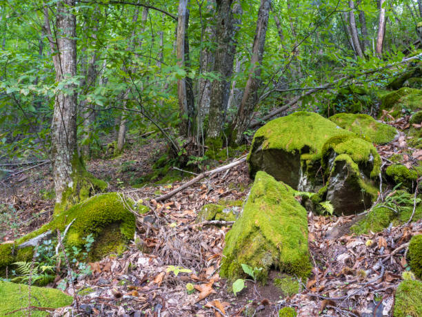 Natural chestnut forest in early autumn