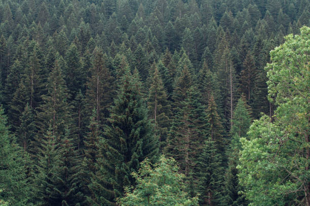 istock Mountain forest in the Maritime Alps 2177854950