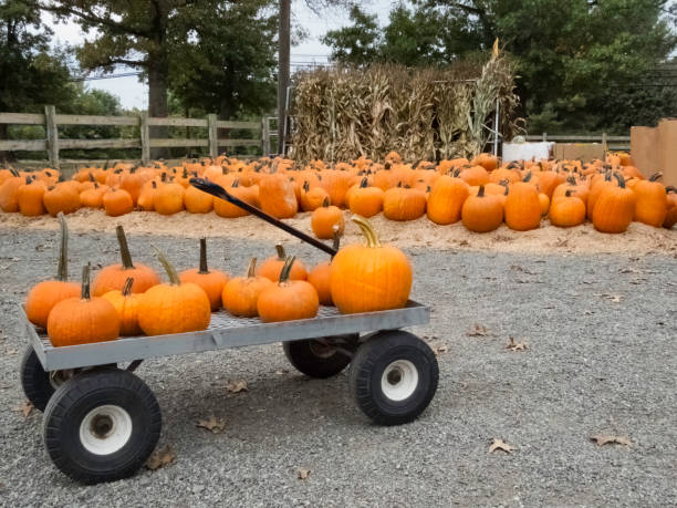 istock Wagon Full of Pumpkins 2177855864