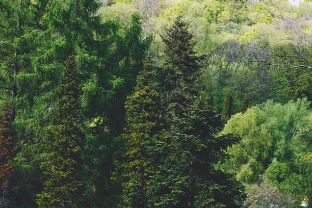 a large green area covered chiefly with trees and undergrowth.spring