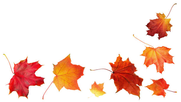 istock Autumn orange  leaves falling down Isolated on white background 2177856756