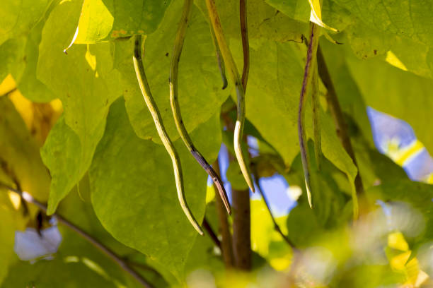 The northern catalpa (Catalpa speciosa)with  long bean-like seed pods , commonly known as the hardy catalpa, western catalpa, cigar tree or catawba is tree native to the midwestern United States