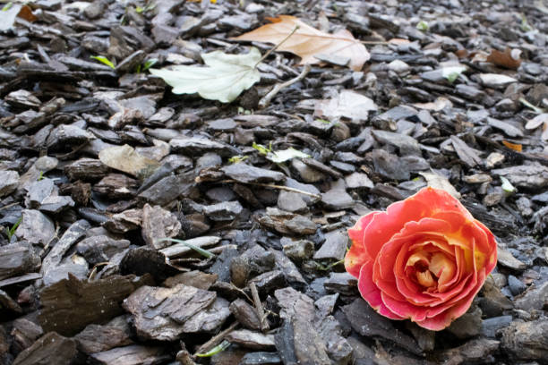 A vibrant pink rose lies on a bed of dark wood chips, surrounded by scattered autumn leaves. The contrast between the delicate flower and the rough, natural ground creates a melancholic yet beautiful scene.
