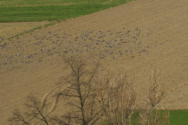 istock A flock of birds flying over the fields 2177858895