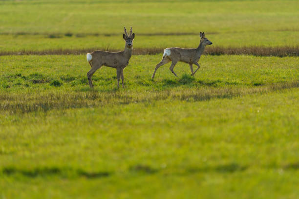 Roe deer in their natural habitat in agricultural fields.