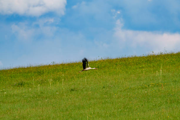A stork taking flight, taking off from a grassy meadow with a blue sky in the background.