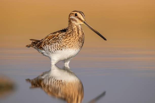Common Snipe (Gallinago gallinago) Common Snipe (Gallinago gallinago) is a bird that lives in wetlands and feeds on aquatic invertebrates. It is a common species in Turkey. common snipe stock pictures, royalty-free photos & images