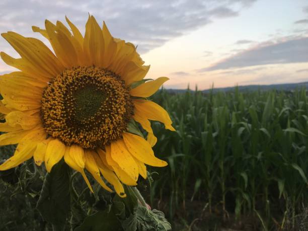 istock Sunflower in the fields of corn in the summer 2177859629