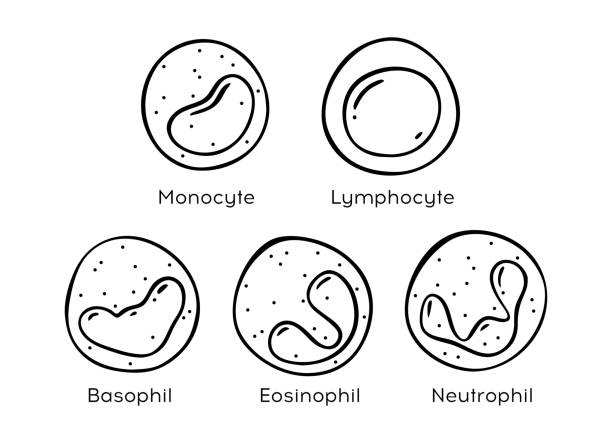Monocyte Drawing Simple 230+ Drawing Of White Blood Cell Stock Illustrations, Royalty-Free ...
