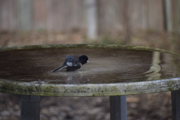 Female purple finch drinking water out of a birdbath.