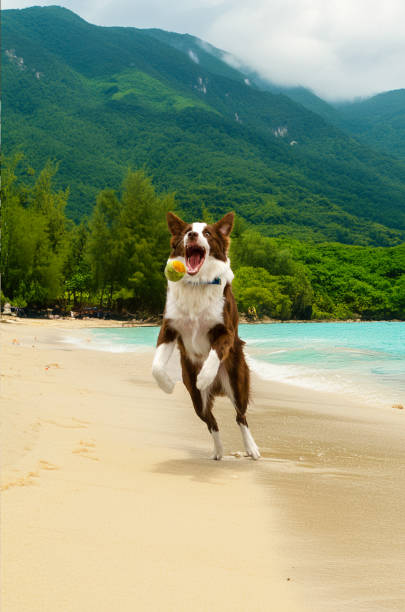 Dog playing in the empty beach