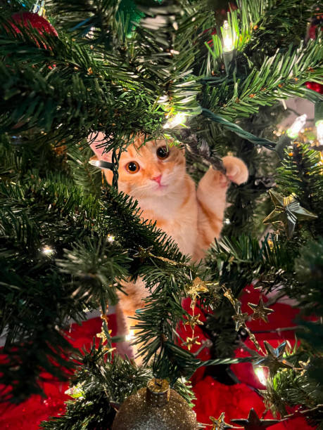 istock Mischief is an orange cat at Christmas 2177864235