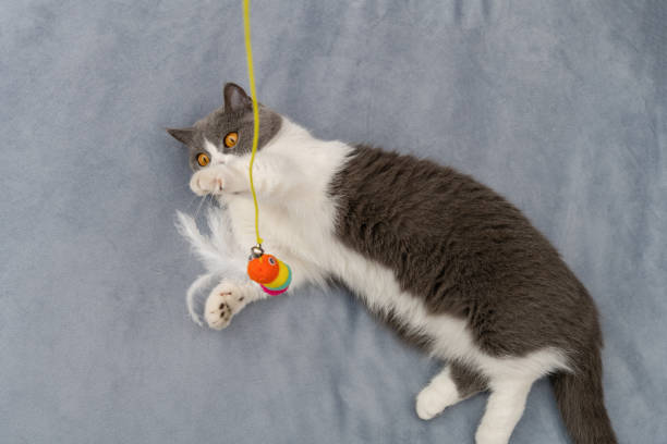 istock top view british shorthair cat trying to catch a toy worm 2177865607