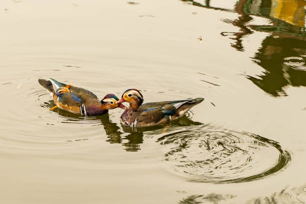 also called Aix galericulata refer lovely couple