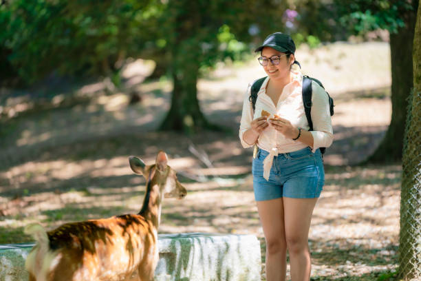 istock Woman feeding deer at Nara Park, Japan 2177875574