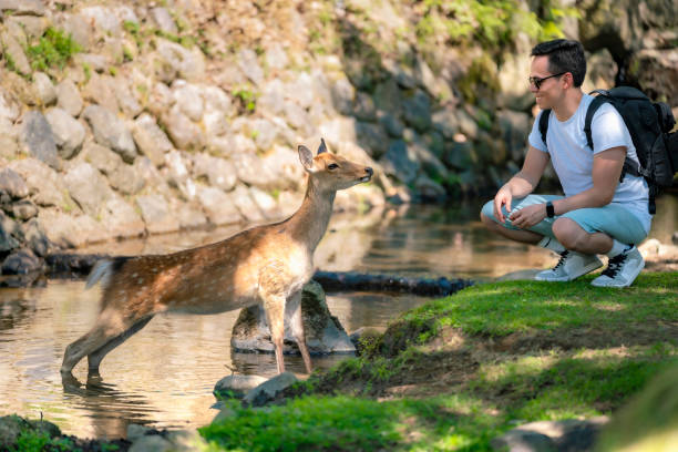 Latino man feeding deer by stream in Nara, Japan