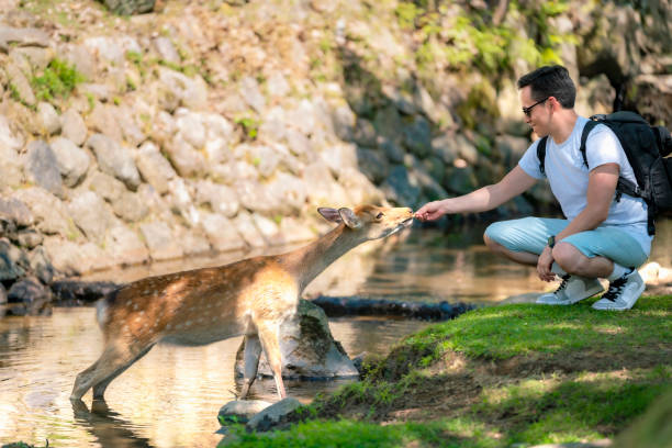 istock Latino man feeding deer by stream in Nara, Japan 2177875777