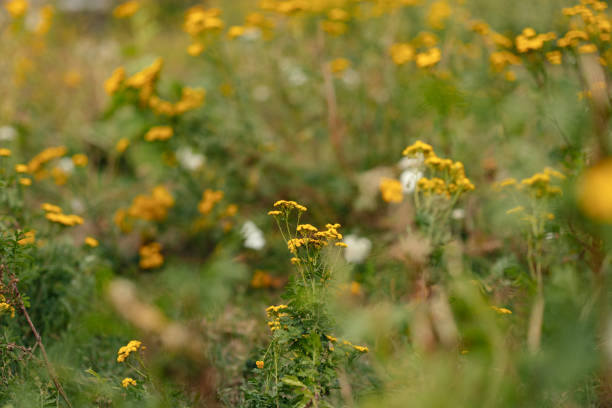 A close-up view of vibrant yellow wildflowers in a lush meadow, capturing the essence of tranquility and natural beauty on a peaceful day outdoors.