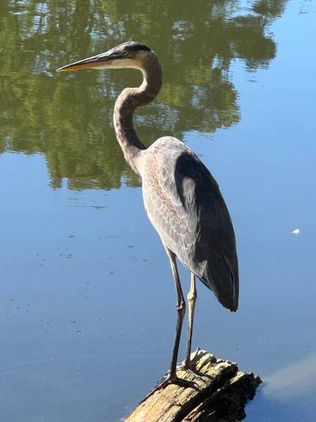 istock Ardea Herodias commonly known as a Great Blue Heron on a lake 2177883080