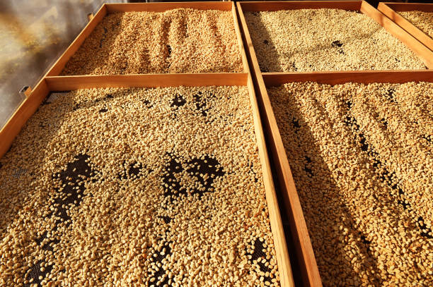 istock Close up of coffee beans drying 2177884885