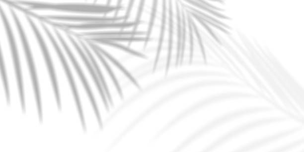 Abstract background of palm leaves or coconut leaves with gradient. Natural pattern.