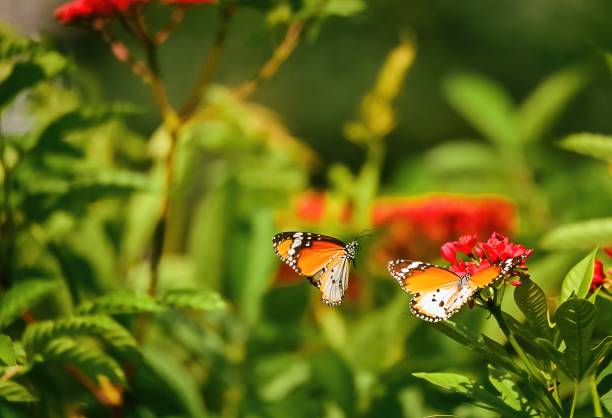 istock 2 Butterfly on flower one flying 2177890661