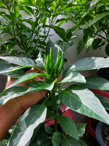 istock Bunch of hot peppers 2177890899