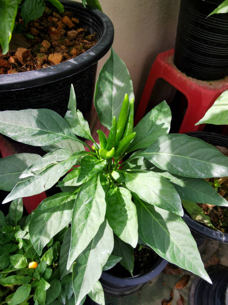 istock Bunch of hot peppers 2177890902