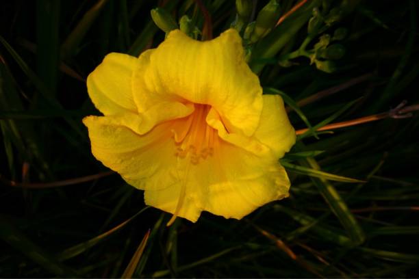 istock Day Lilly, Central Parkway, Mississauga 2177891406