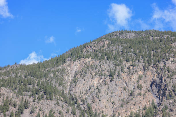 A forested mountainside in British Columbia
