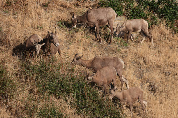 a small herd of bighorn sheeps in BC