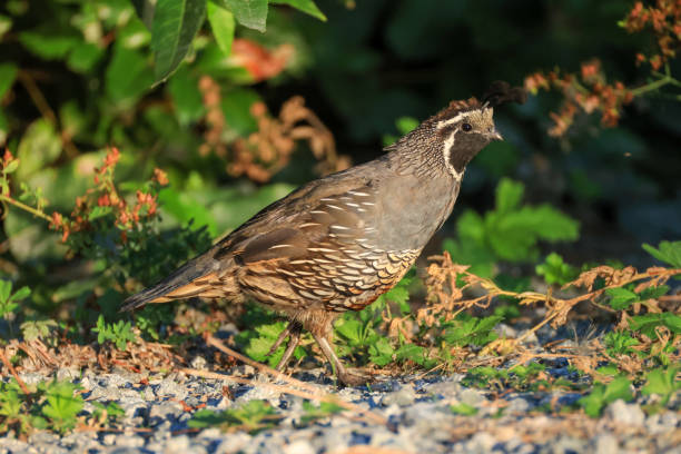 Black background California Quail close up profile shot