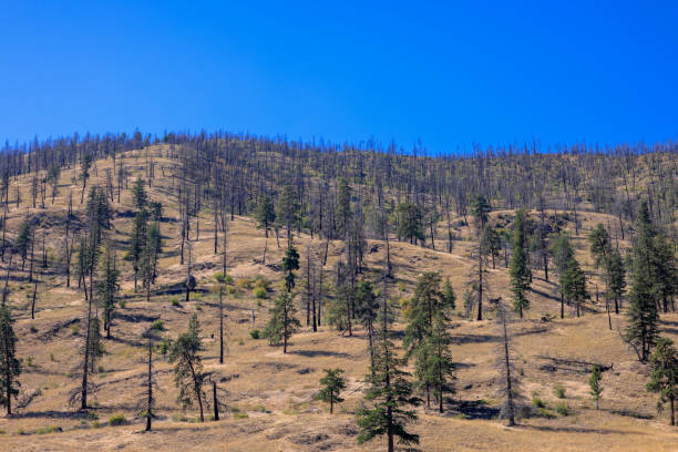forested and dry mountainside in British Columbia