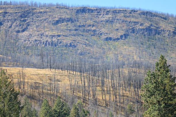 traces of a forest fire a year ago