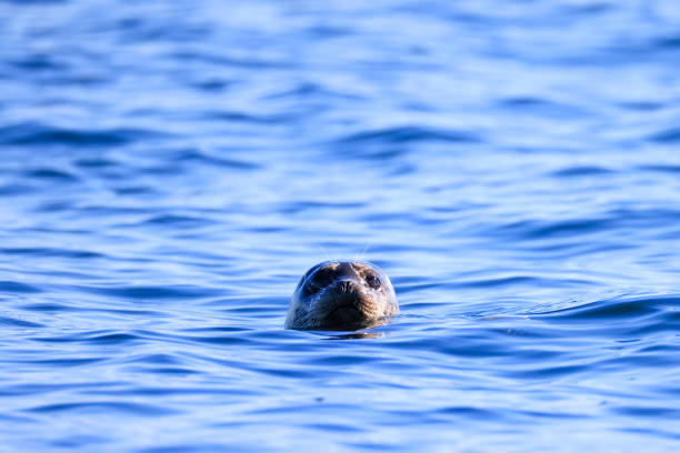 a seal in the pacific ocean off Vancouver Island