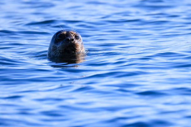 Seal glides through water, showcasing its natural elegance and serene demeanor. The vibrant aquatic background enhances the seal's distinct markings and tranquil presence