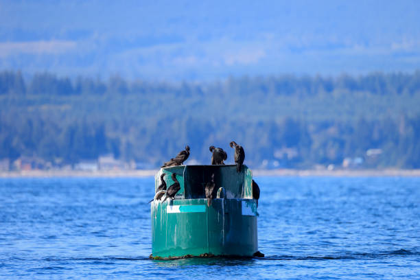 buoy with cormorants in the pacific ocean