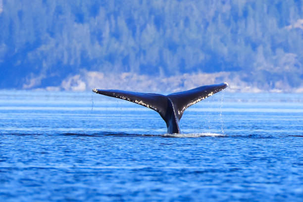 istock the tail of a diving humpback whale 2177893195