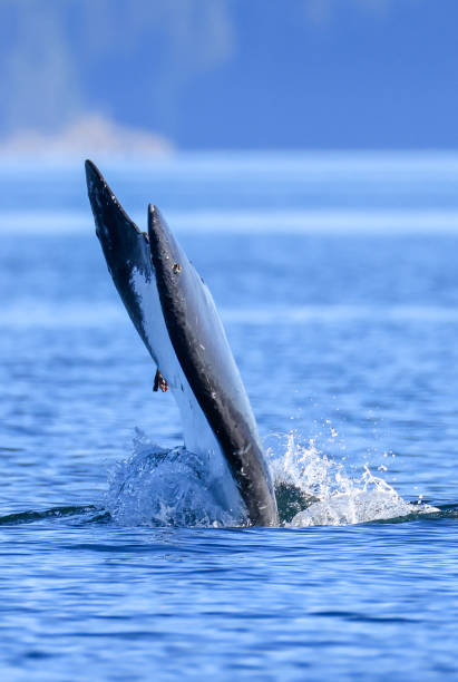 istock the tail of a diving humpback whale 2177893221