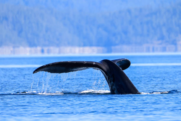 istock the tail of a diving humpback whale 2177893237