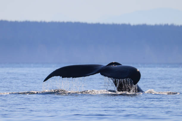 istock the tail of a diving humpback whale 2177893258