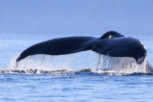 istock the tail of a diving humpback whale 2177893270