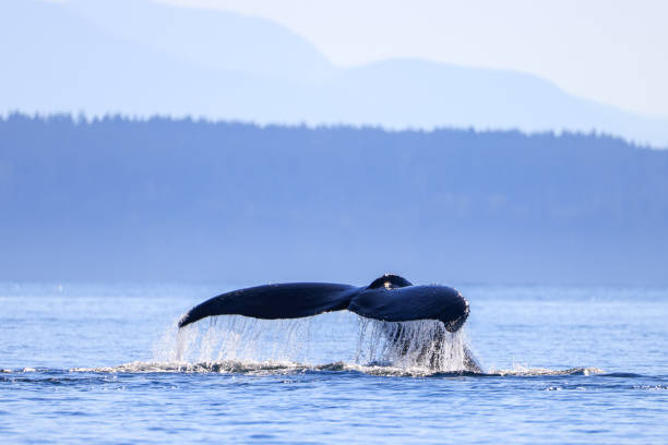 istock the tail of a diving humpback whale 2177893271